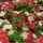 Carpaccio vom Rinderfilet
